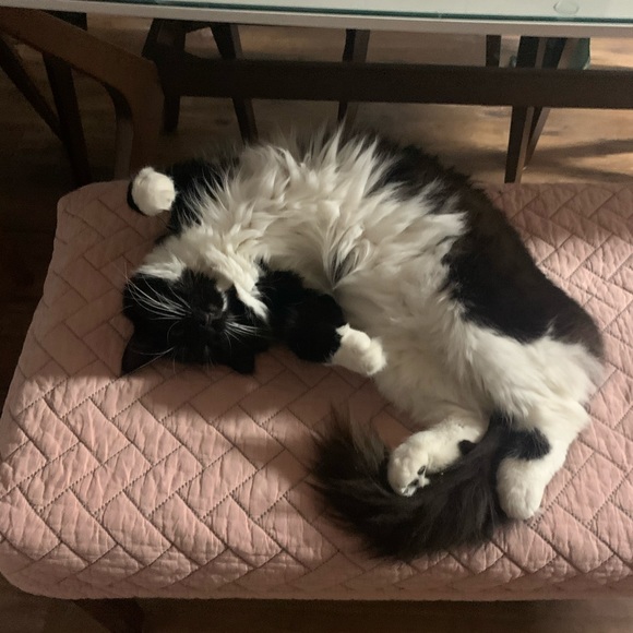 HELLO poshers 🥰 - Picture 4 of 7